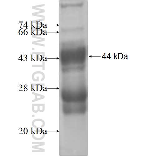 SAP18 fusion protein Ag4795 SDS-PAGE