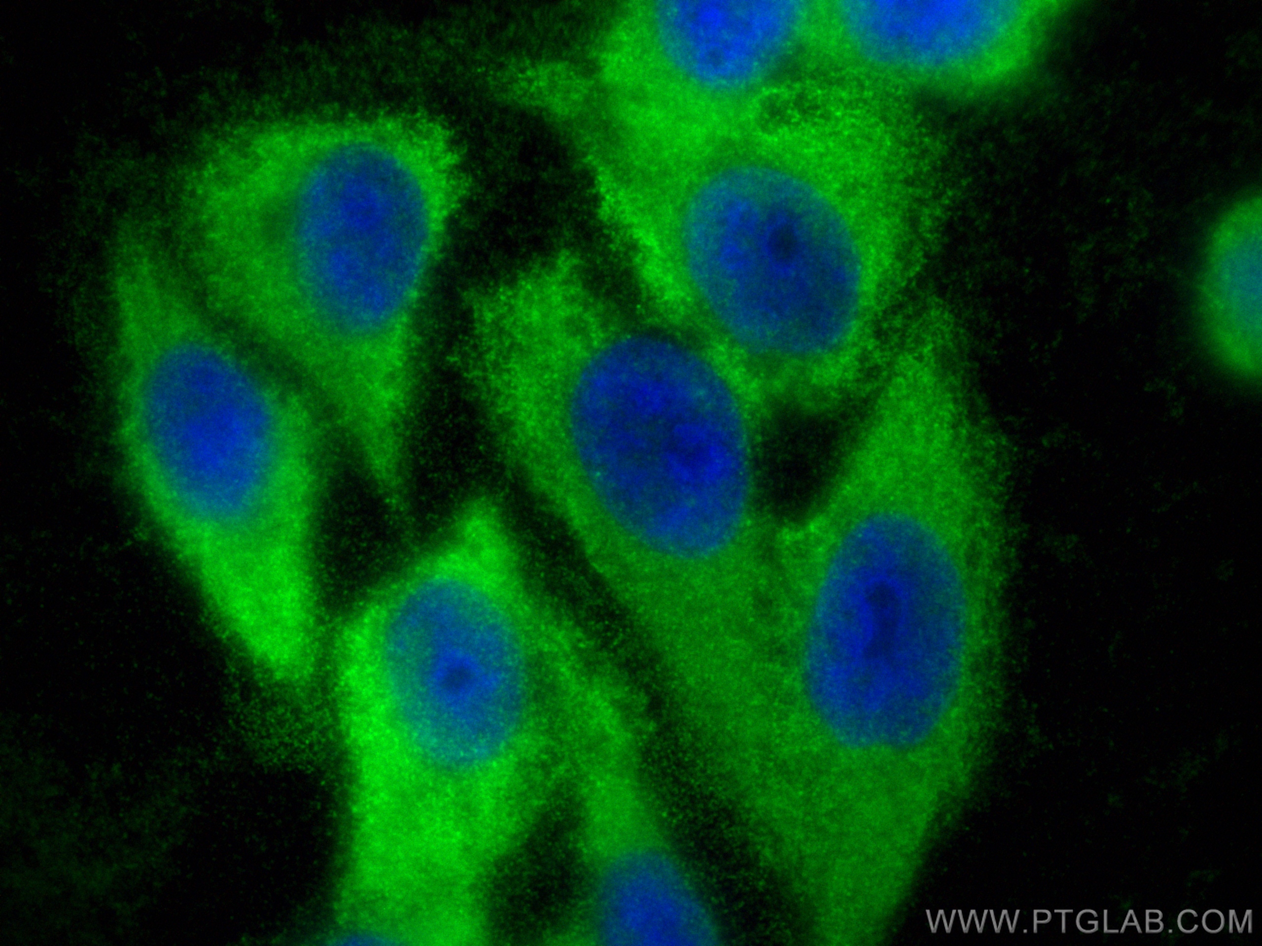 IF Staining of HepG2 using 83168-7-RR