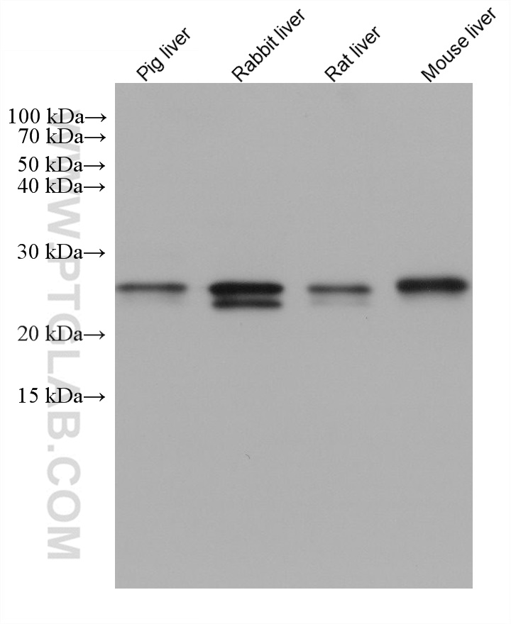 WB analysis using 67765-1-Ig