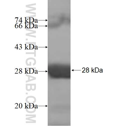 SAR1B fusion protein Ag7734 SDS-PAGE