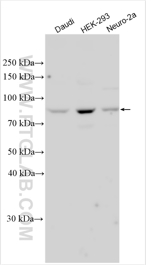 WB analysis using 28625-1-AP