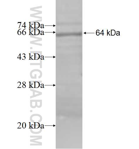 SARS fusion protein Ag7270 SDS-PAGE