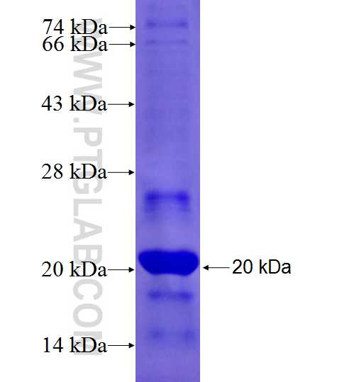 SASH1 fusion protein Ag26797 SDS-PAGE