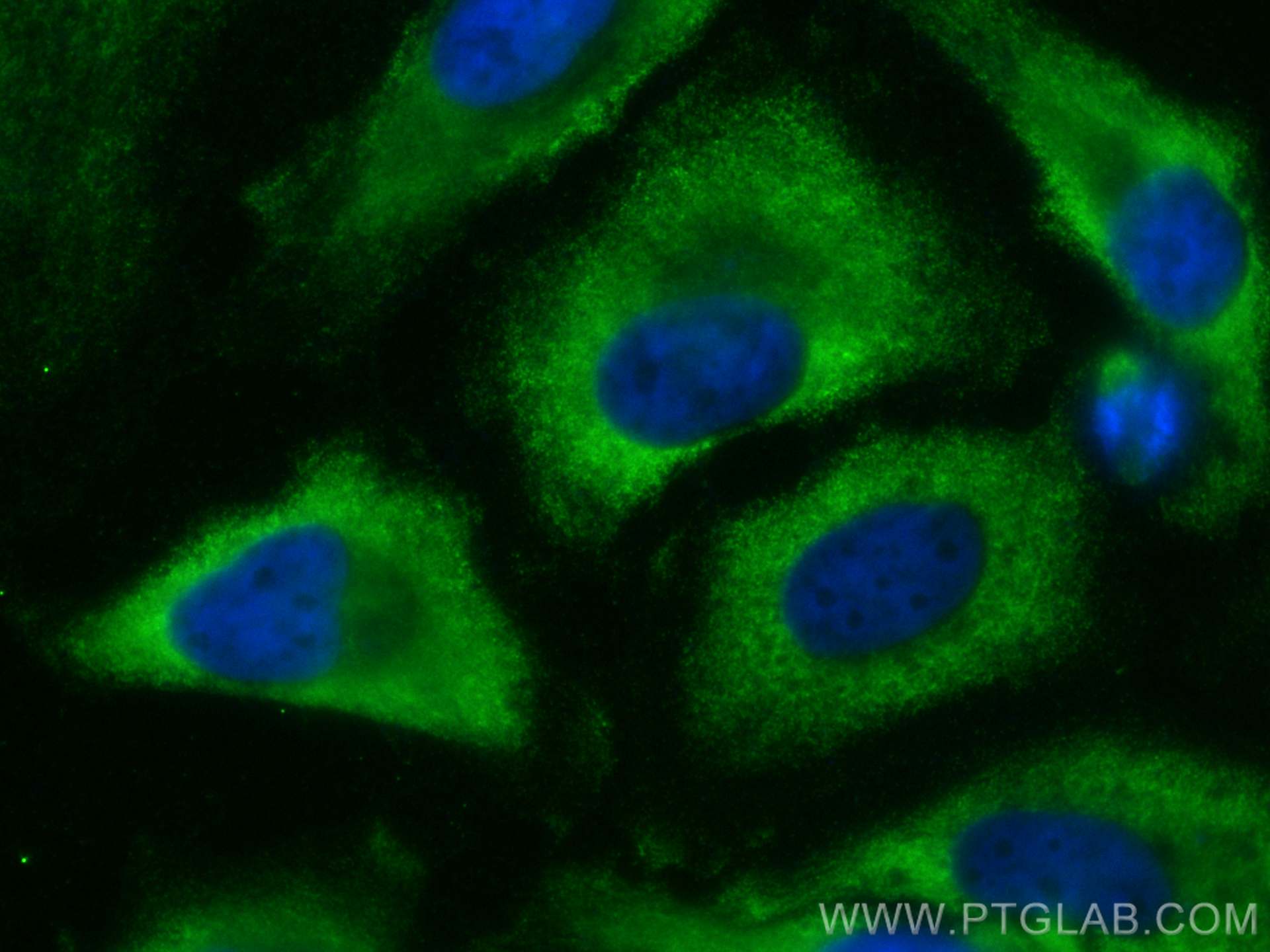 IF Staining of HeLa using CL488-67932