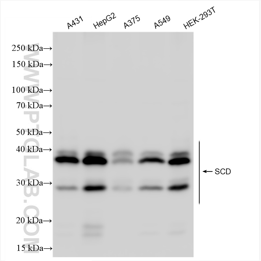 WB analysis using 81468-2-RR