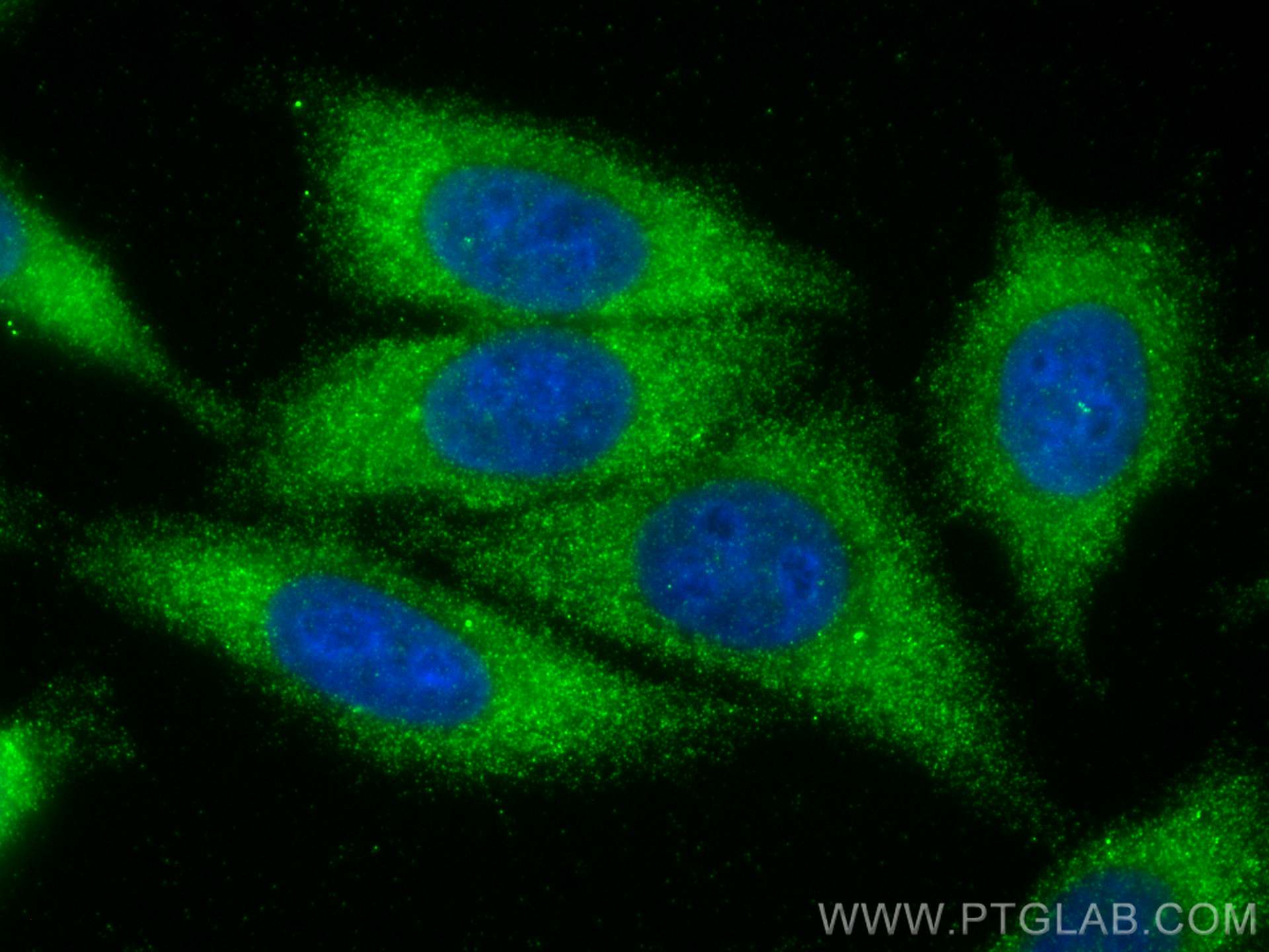 IF Staining of HepG2 using 23844-1-AP