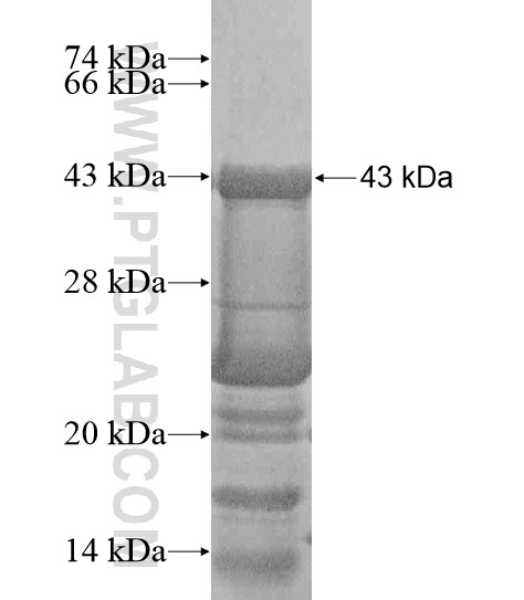 SCF fusion protein Ag20837 SDS-PAGE