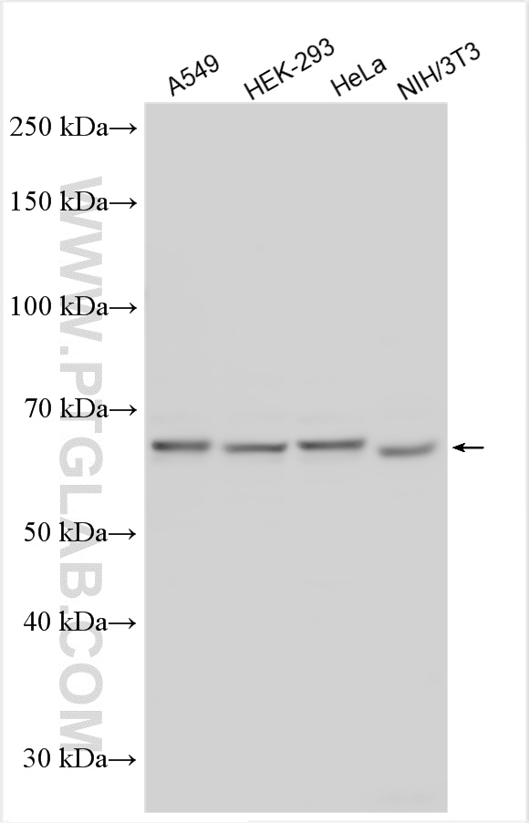 WB analysis using 12569-1-AP