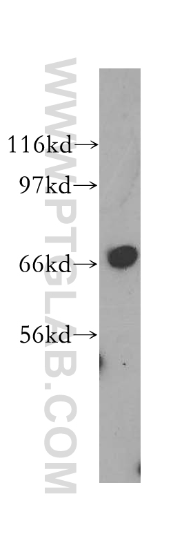 WB analysis of A549 using 12569-1-AP