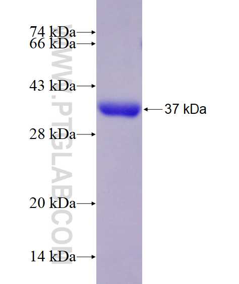 SCN11A fusion protein Ag28871 SDS-PAGE