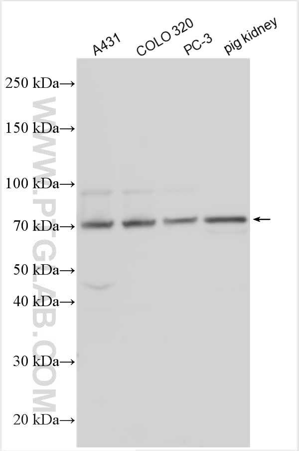 WB analysis using 30037-1-AP