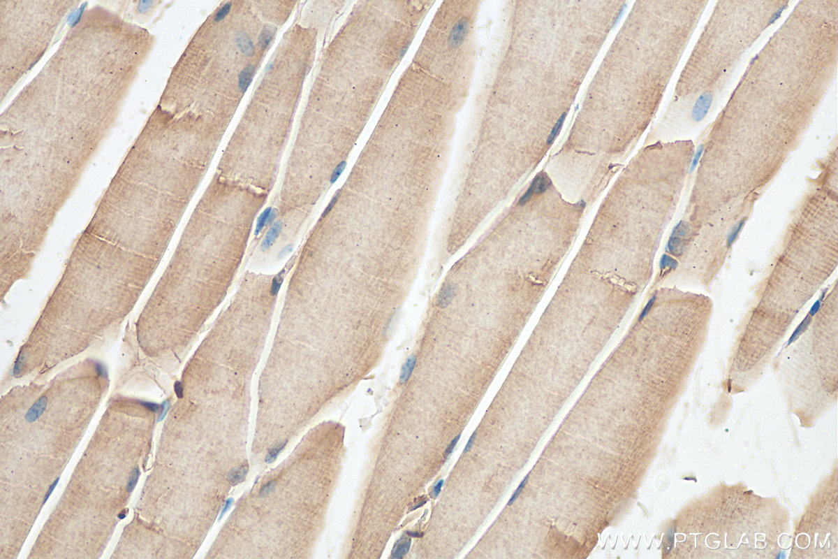 IHC staining of mouse skeletal muscle using 21223-1-AP