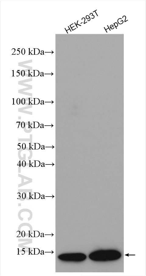 WB analysis using 23006-1-AP