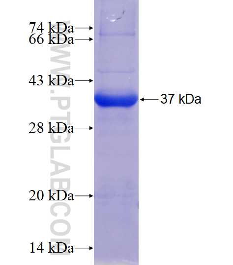 SCPX fusion protein Ag6002 SDS-PAGE