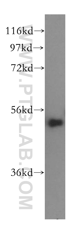 WB analysis of HepG2 using 16502-1-AP