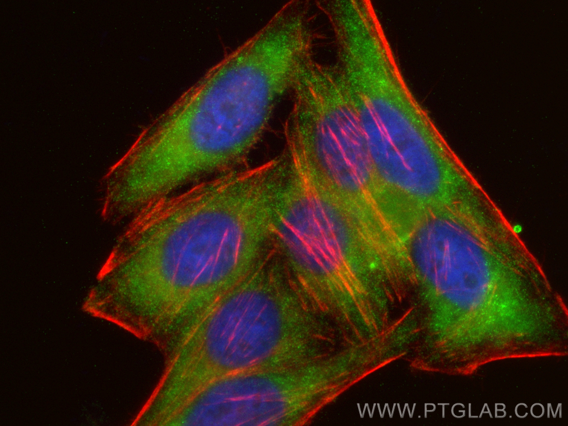 IF Staining of HepG2 using CL488-15969