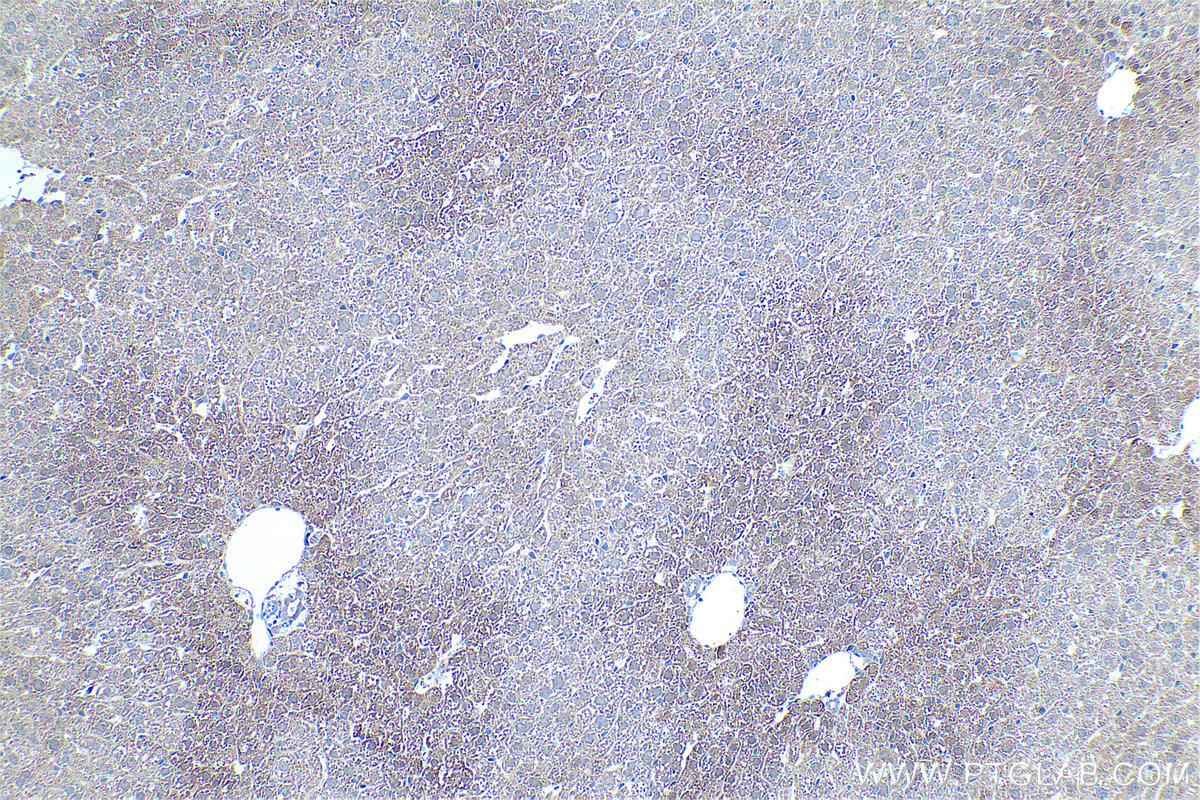 IHC staining of mouse liver using 16242-1-AP