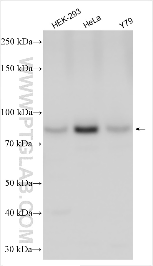 WB analysis using 25541-1-AP