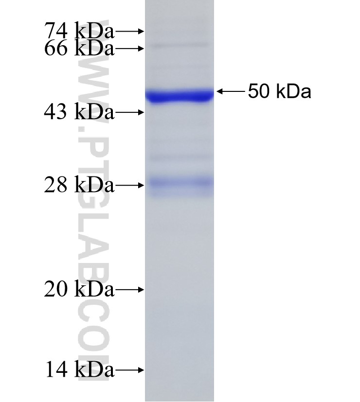 SEC23B fusion protein Ag33302 SDS-PAGE