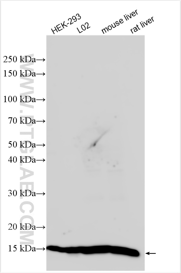 WB analysis using 15087-1-AP