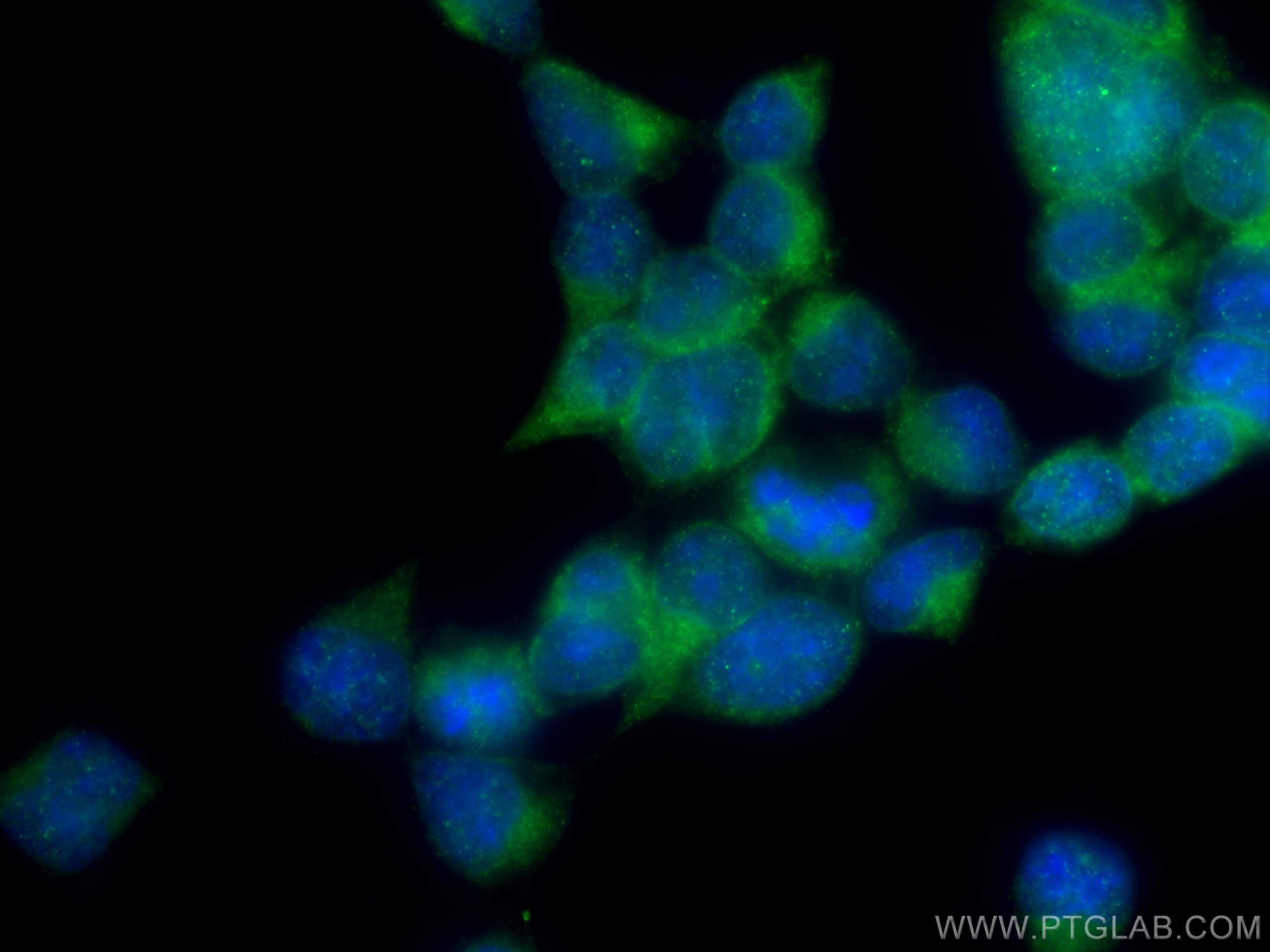 IF Staining of HEK-293 using 13978-1-AP