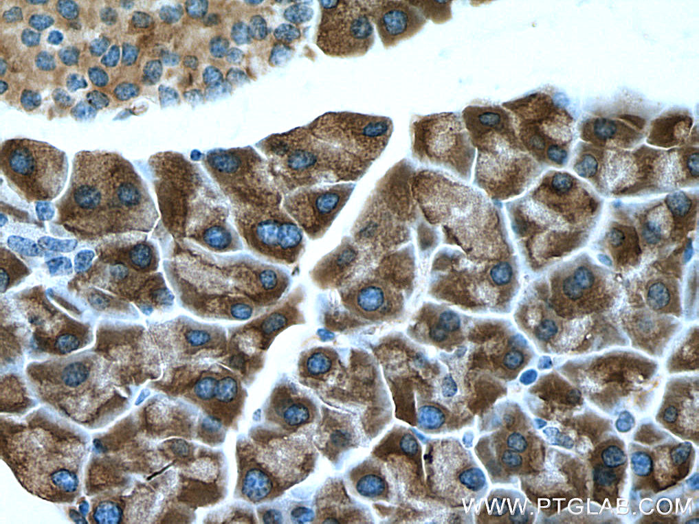 IHC staining of mouse pancreas using 28665-1-AP