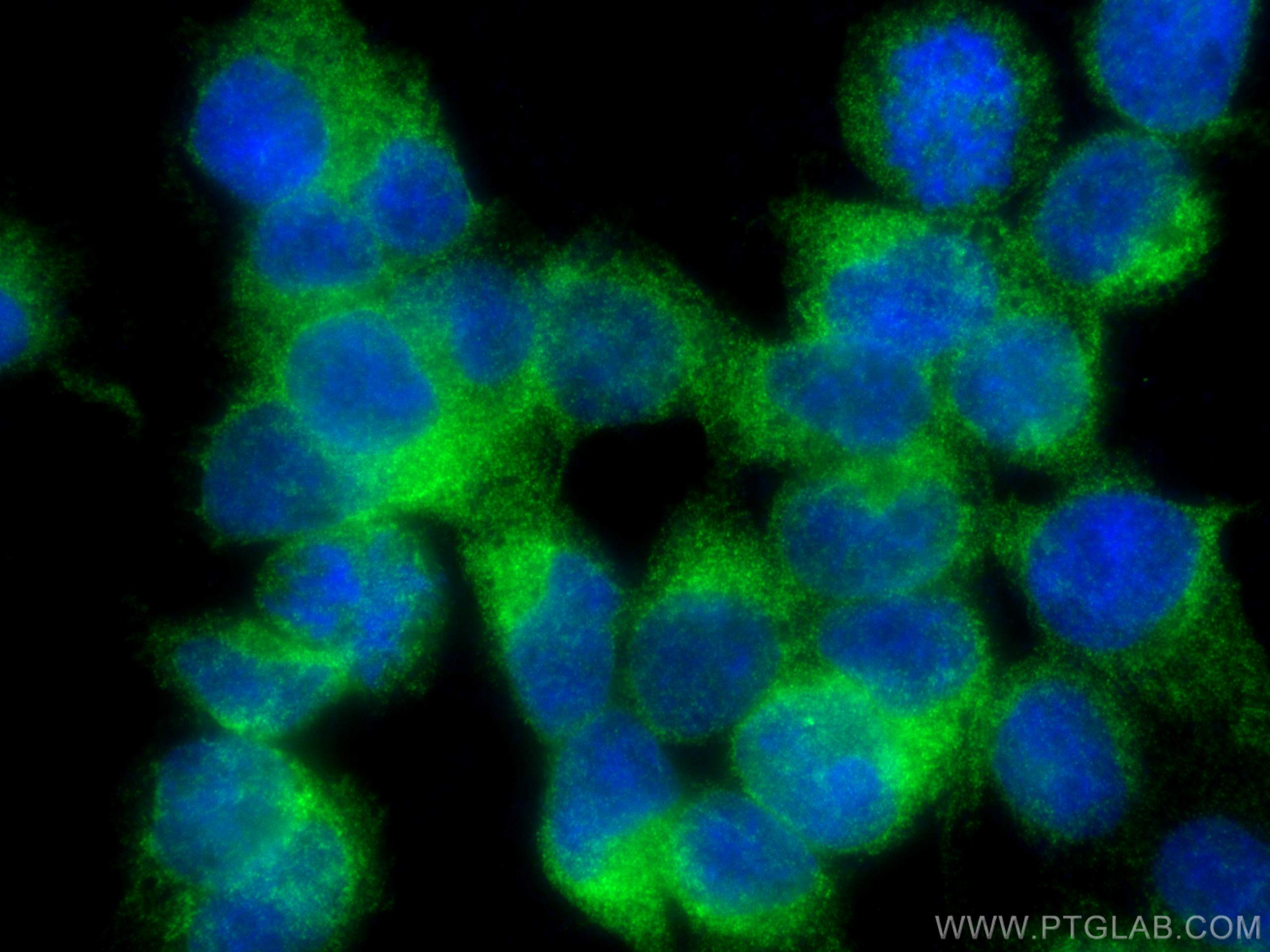 IF Staining of HEK-293 using 67352-1-Ig (same clone as 67352-1-PBS)