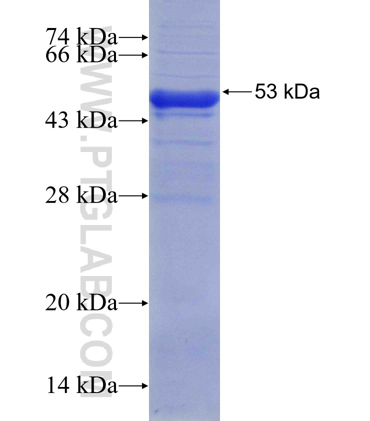 SEC63 fusion protein Ag30213 SDS-PAGE