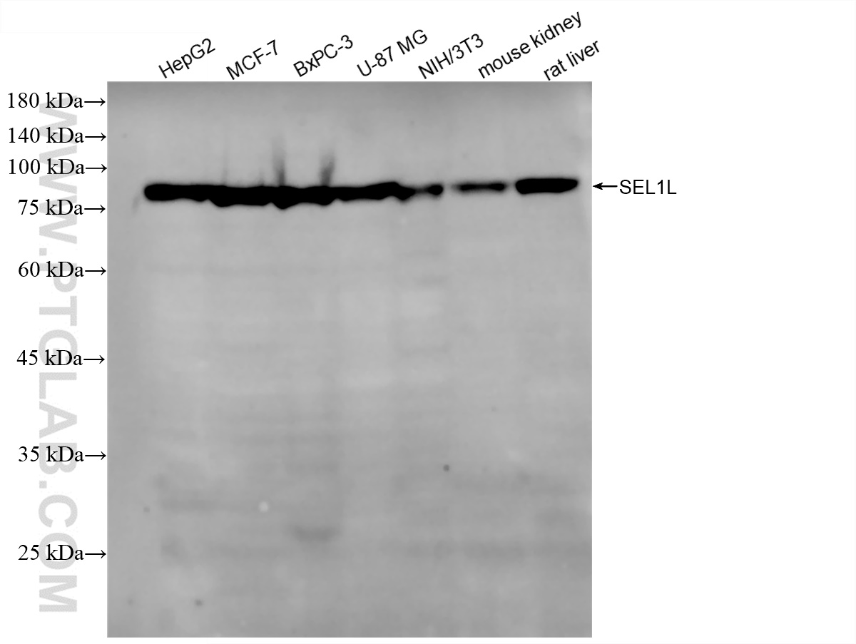 WB analysis using 84317-7-RR (same clone as 84317-7-PBS)