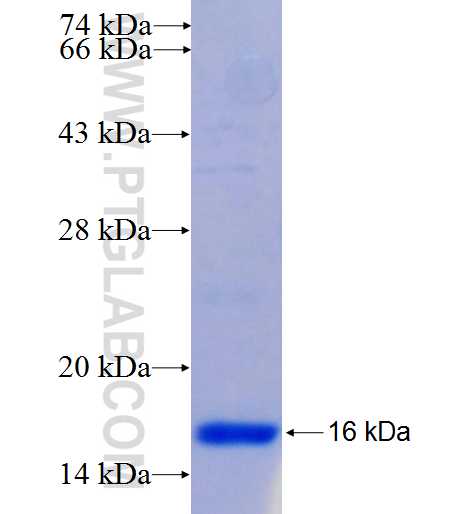 SEMA6A fusion protein Ag25563 SDS-PAGE