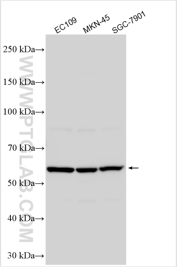 WB analysis using 29772-1-AP