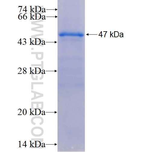 SENP7 fusion protein Ag24914 SDS-PAGE