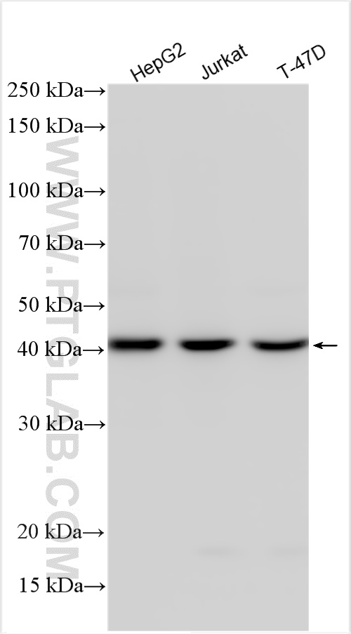 WB analysis using 16635-1-AP