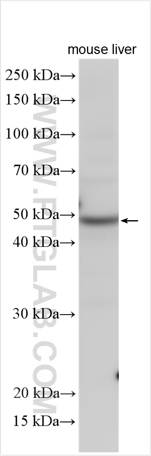 WB analysis of mouse liver using 11551-1-AP