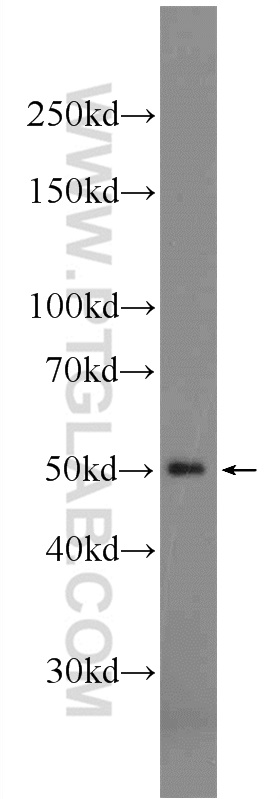 WB analysis of rat testis using 24590-1-AP