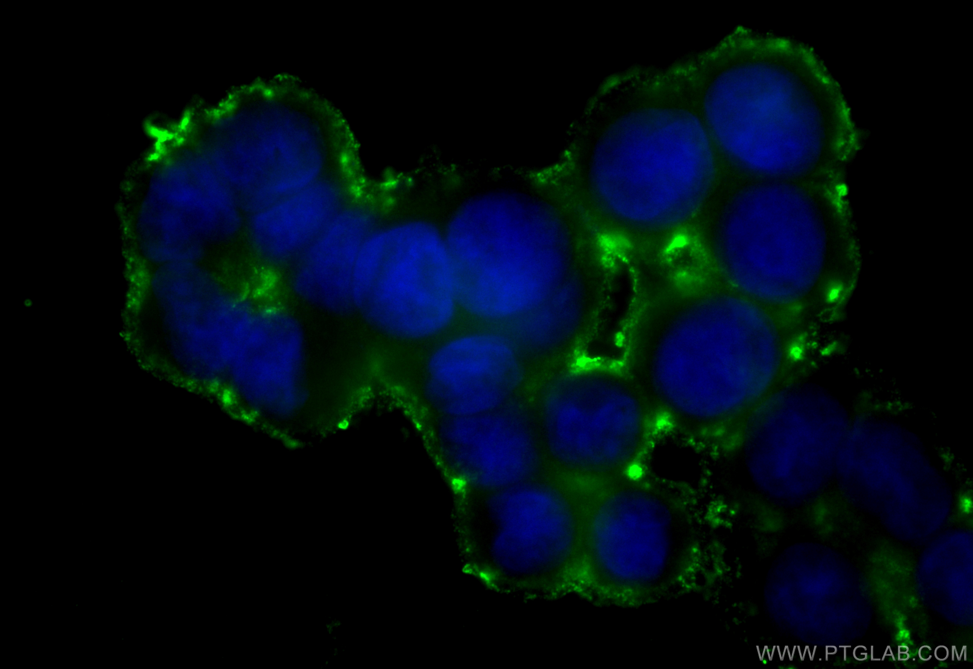 IF Staining of HT-29 using CL488-68287