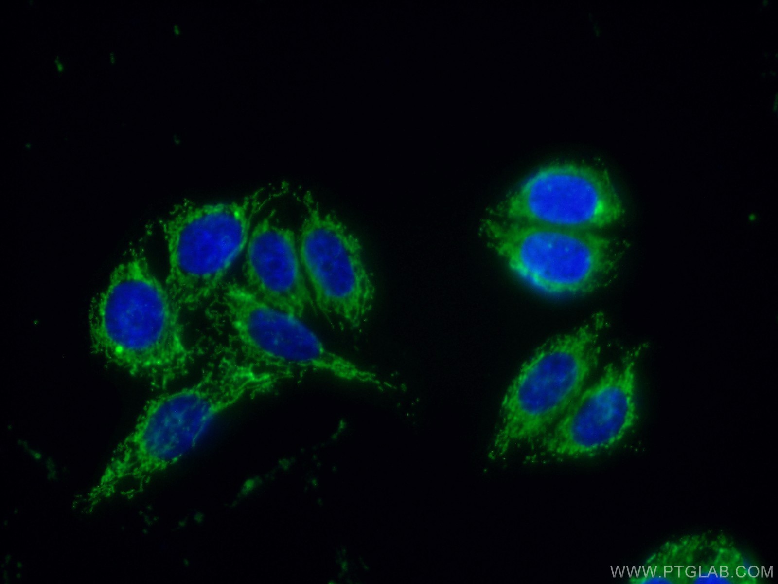 IF Staining of HepG2 using 10673-1-AP