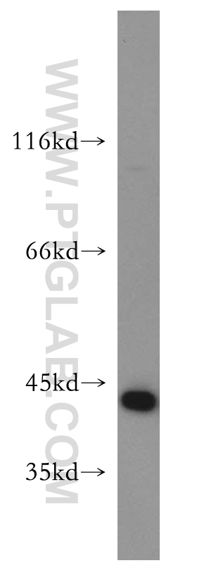 WB analysis of HepG2 using 11722-1-AP