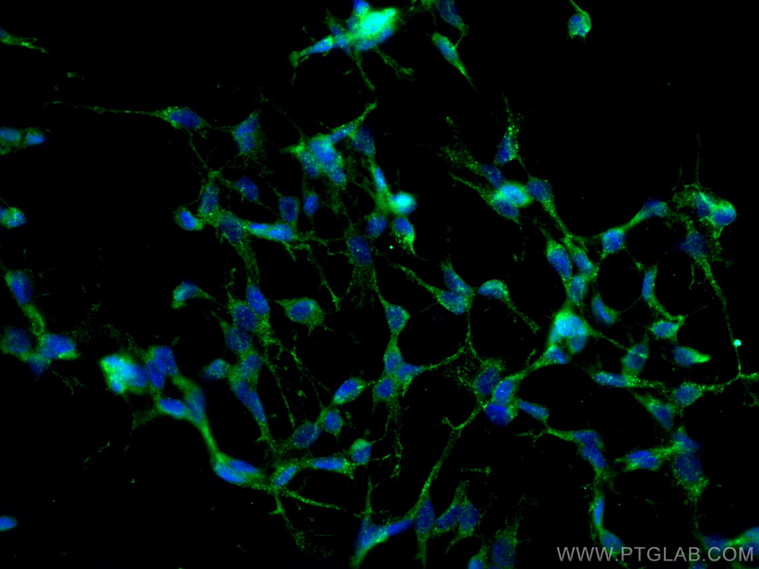 IF Staining of C6 using 67950-1-Ig (same clone as 67950-1-PBS)