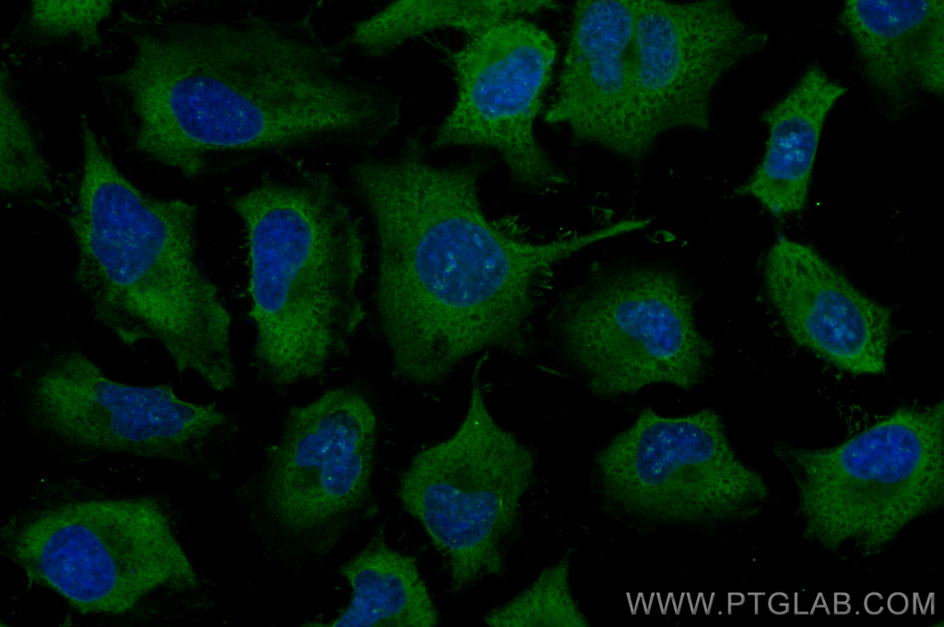 IF Staining of HeLa using CL488-67950