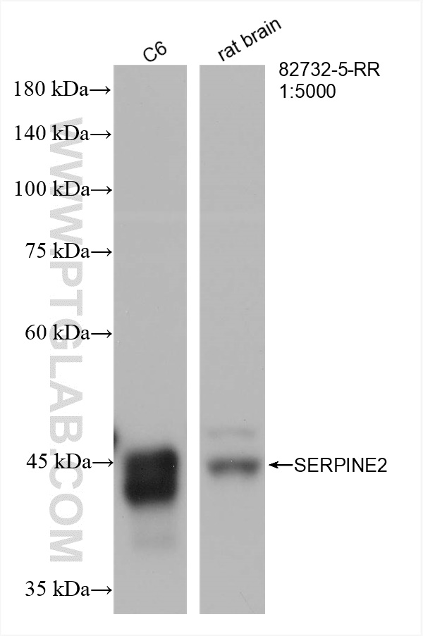 WB analysis using 82732-5-RR