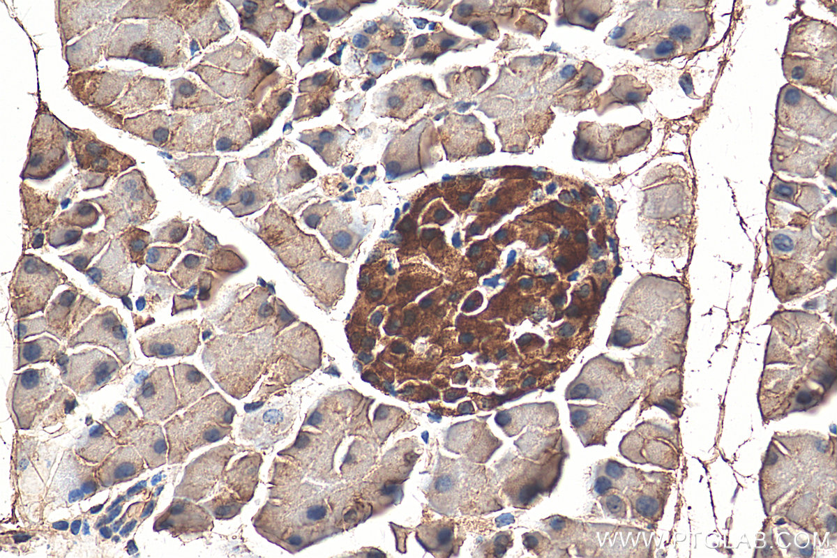 IHC staining of mouse pancreas using 13298-1-AP