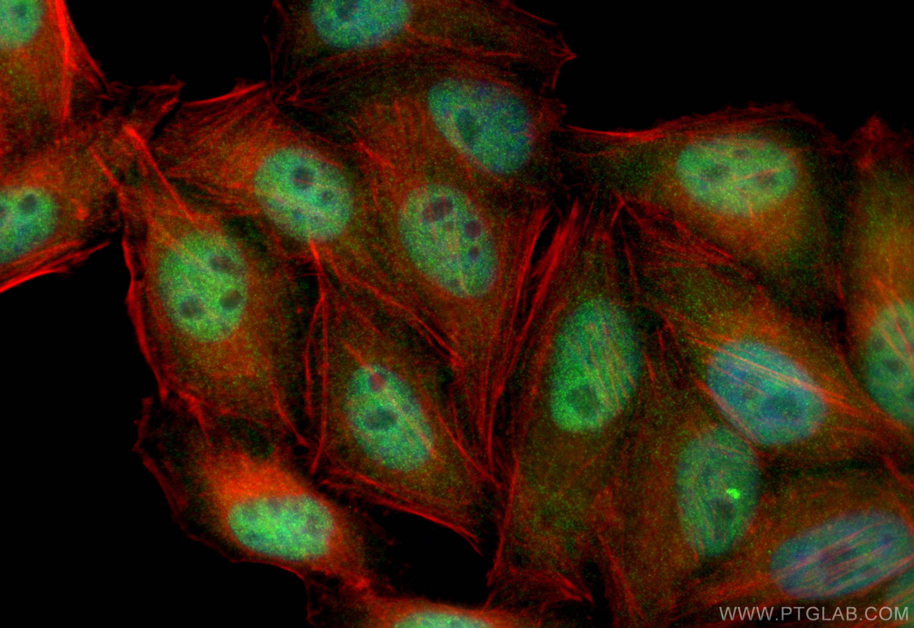 IF Staining of HepG2 using 55005-1-AP