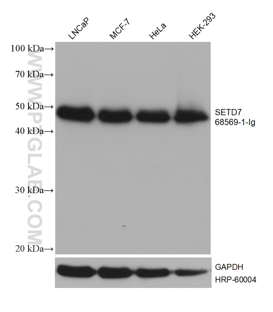 WB analysis using 68569-1-Ig (same clone as 68569-1-PBS)