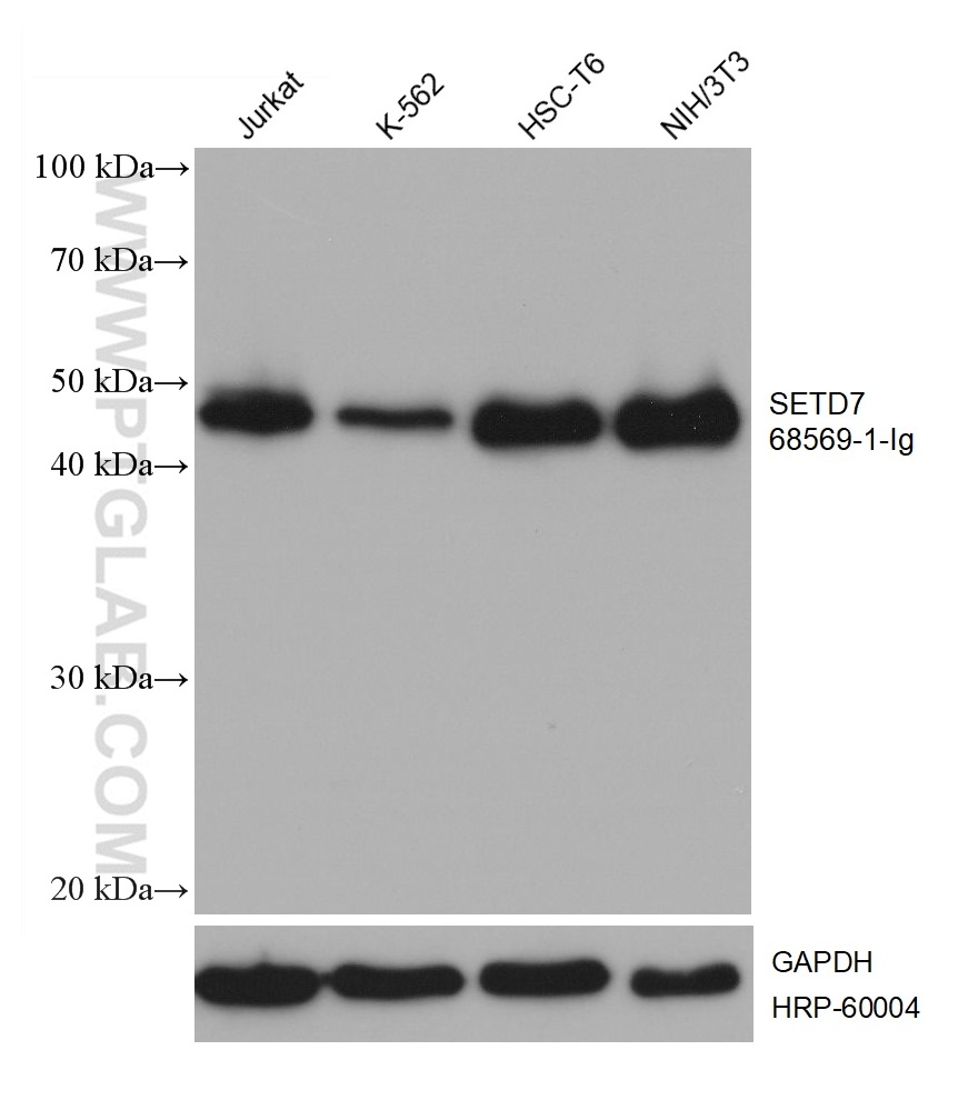 WB analysis using 68569-1-Ig (same clone as 68569-1-PBS)