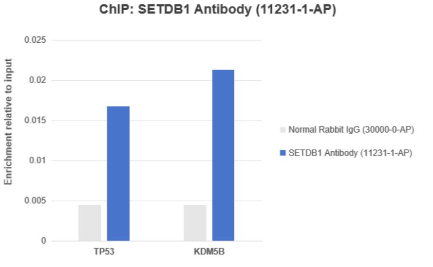 ChIP experiment of HeLa using 11231-1-AP