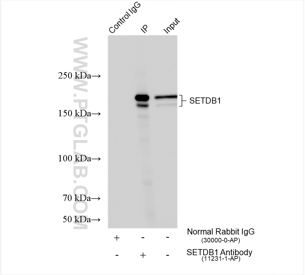 IP experiment of MCF-7 using 11231-1-AP