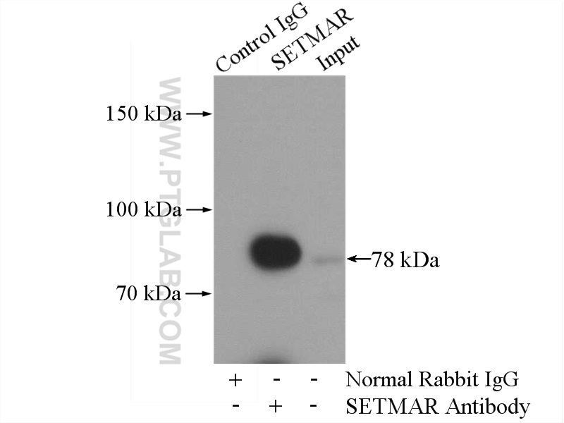 IP experiment of HL-60 using 25814-1-AP