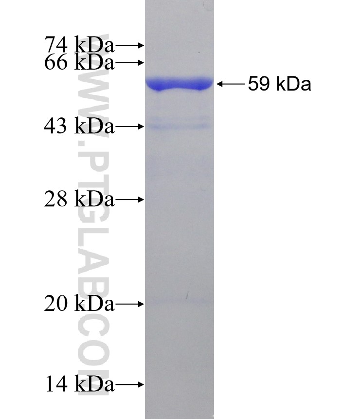 SF3A3 fusion protein Ag2708 SDS-PAGE