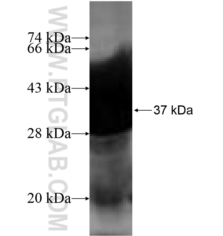 SF3B4 fusion protein Ag0737 SDS-PAGE